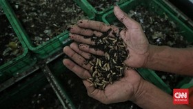 FOTO: Rumah Maggot Bersiap Kelola Sampah Sisa Makan Bergizi Gratis