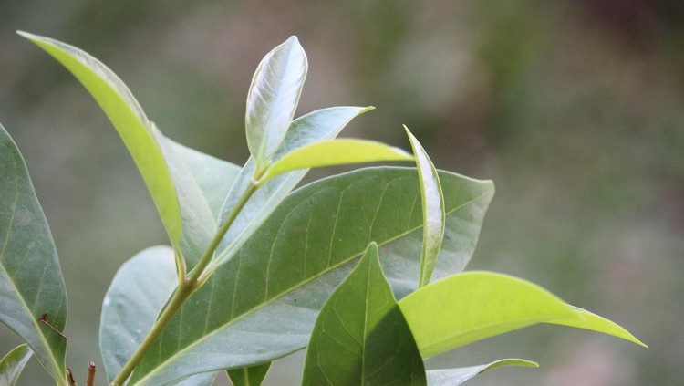 Bay leaves or Indonesian bay-leaf or Indonesian laurel or Syzygium polyanthum leaves are suitable for food seasoning and herbal medicine, in my home
