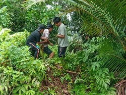 Ular Piton 9 Meter Mangsa Sapi Milik Warga di Luwu Utara