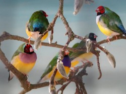 Mengapa Ada Banyak Tipe Kicauan Burung? Ini Temuan Sains