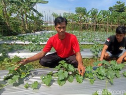 Cuan! Cerita Rifki Eks Buruh Banting Setir Jadi Petani Beromzet Jutaan