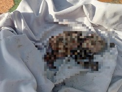 Jasad Bayi Ditemukan Terpisah dengan Kepala Diduga Terlindas Kendaraan