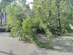 Pohon Tumbang Timpa Pasutri di Makassar, 1 Orang Luka Dilarikan ke RS