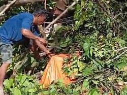 6 Tukang Senso di Pohuwato Tewas Tertimpa Pohon Tumbang Saat Main Kartu-Tidur