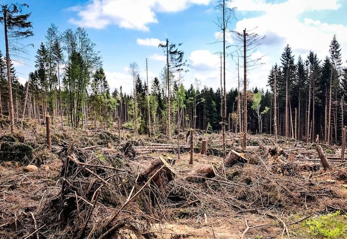 Deforestasi/Foto: freepik.com/EyeEm