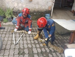 Hii... Ular Sanca 3,5 Meter Muncul di Plafon Rumah di Jaktim, Damkar Evakuasi