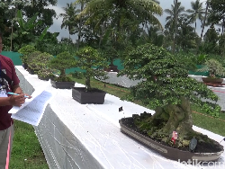 Bonsai Ratusan Juta Meriahkan Kontes di Lumajang