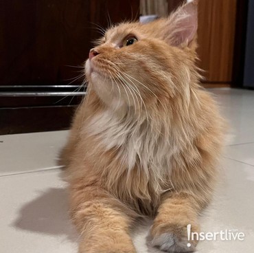 Cegah FLUTD, Tips agar Kucing Tak Malas Minum menurut Dokter Hewan