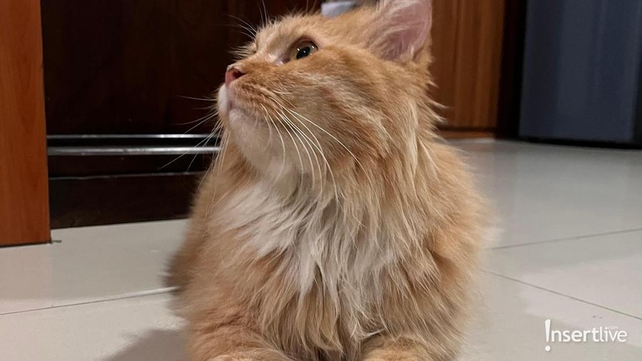 Kucing Kucing
