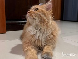 Cegah FLUTD, Tips agar Kucing Tak Malas Minum menurut Dokter Hewan