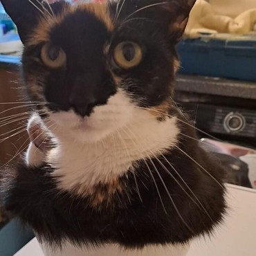 Sadisnya Pria di Bandung Tembak Mati Kucing, Pelaku Ditangkap Polisi