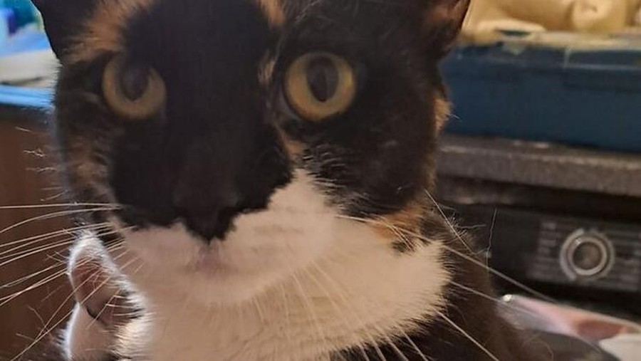 Melihat Aksi Konyol Si Kucing yang Bikin Ngakak