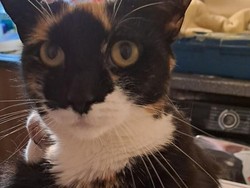 Sadisnya Pria di Bandung Tembak Mati Kucing, Pelaku Ditangkap Polisi