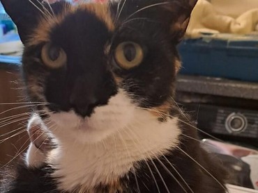 img-title Sadisnya Pria di Bandung Tembak Mati Kucing, Pelaku Ditangkap Polisi