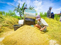 Tiba-Tiba Harga Gabah Petani Turun Usai Tembus Rp8.000, Pertanda Apa?