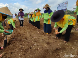 Tanam Padi-Jagung, Peringatan Hari Desa di Subang Dukung Ketahanan Pangan