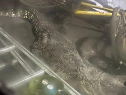 Buaya di Rumah Warga Ketintang Surabaya 7 Tahun Dipelihara, Namanya Lusi
