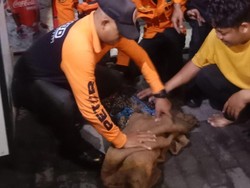 Alasan Keluarga Andre Minta Lusi, Buaya Peliharaan di Surabaya Dievakuasi