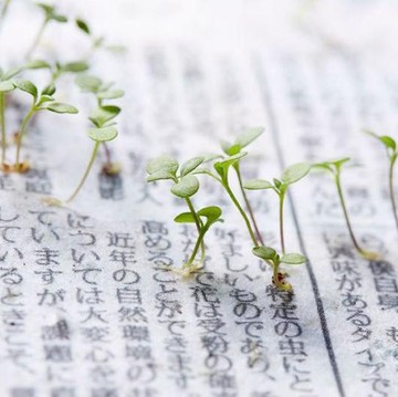 Inovasi Ramah Lingkungan: Koran Bisa Ditanam dan Tumbuh Jadi Tanaman!