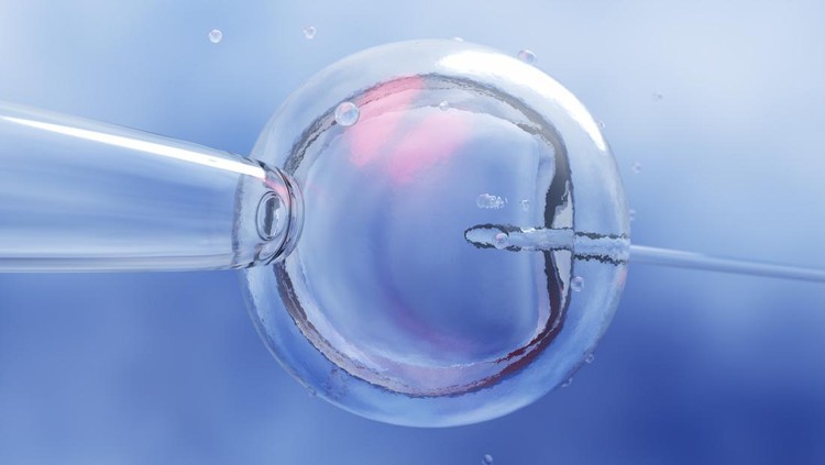 IVF IVF (in vitro fertilization) or insemination of female egg with microscope