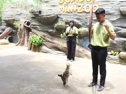 Atraksi Piuw, Kucing Rumahan di Jember Mini Zoo Bikin Gemes!