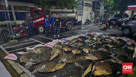 29 Penyu Hijau Diselundupkan ke Jembrana Bali, 5 Ekor Mati