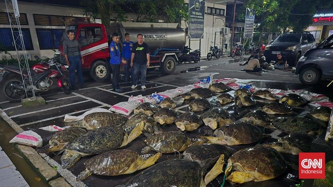 Total ada 29 ekor penyu hijau atau chelonia mydas yang hendak diselundupkan ke Bali. Lima ekor mati dan sisanya dalam perawatan sebelum dilepas.