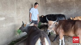 338 Sapi di Gowa dan Takalar Terinfeksi Wabah PMK, Sudah Tiga Mati