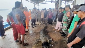 Penangkaran di Batam Jebol Akibat Banjir, 7 Buaya Diamankan