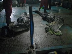 5 Buaya yang Lepas dari Penangkaran di Batam Ditangkap