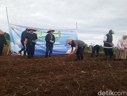 Sukseskan Swasembada Pangan, Mendes Tanam Jagung di Desa Cisaat