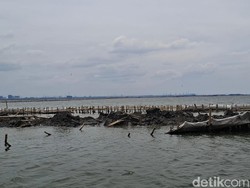 DKP Jabar soal Temuan Pagar Laut di Bekasi: Beda dengan Tangerang