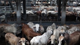 VIDEO:Pemerintah Akan Impor 200 Ribu Sapi Dukung Makan Bergizi Gratis