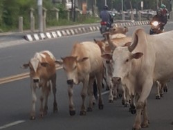 Sapi Ternak Berkeliaran di Jalanan OI Dikeluhkan, Polisi Turun Tangan