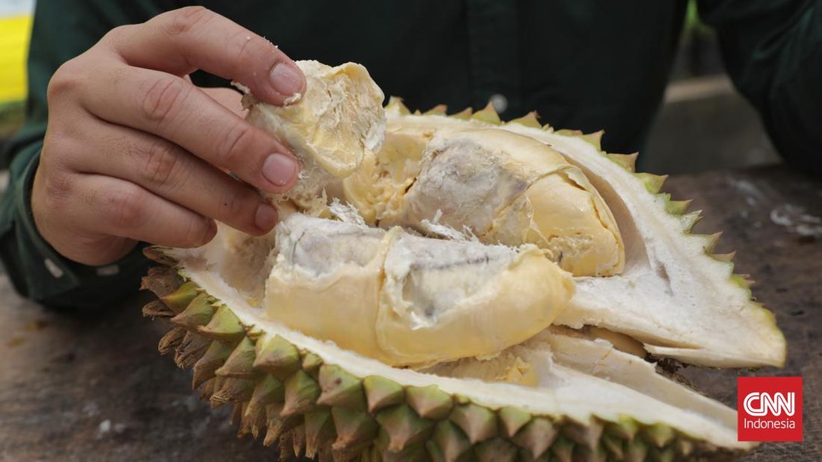 Apa Itu Durian Tewel, Durian Mentah yang Bikin Pasuruan Geger
