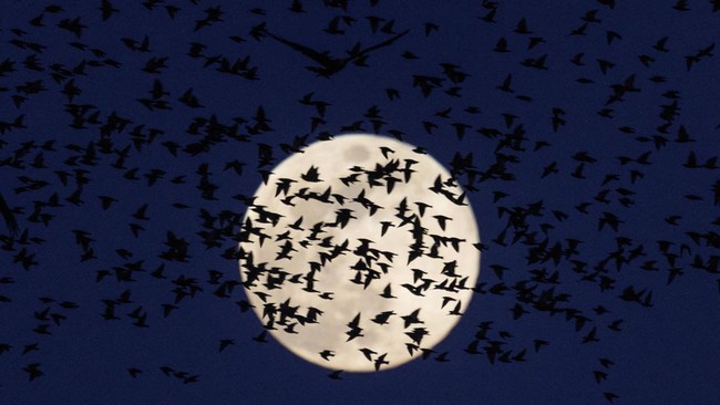 FOTO: Migrasi Burung Jalak ke Israel