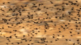 FOTO: Migrasi Burung Jalak ke Israel