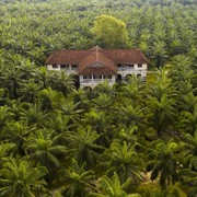 5 Alasan Lahan Kelapa Sawit Tidak Bisa Gantikan Manfaat Hutan