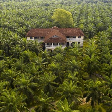 5 Alasan Lahan Kelapa Sawit Tidak Bisa Gantikan Manfaat Hutan