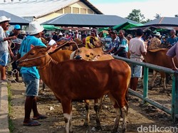 Ratusan Sapi Terjangkit PMK, Kebutuhan Vaksin di NTB Capai 2,4 Juta
