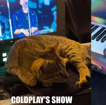 Super Gemas! Kucing Ini Jadi 
