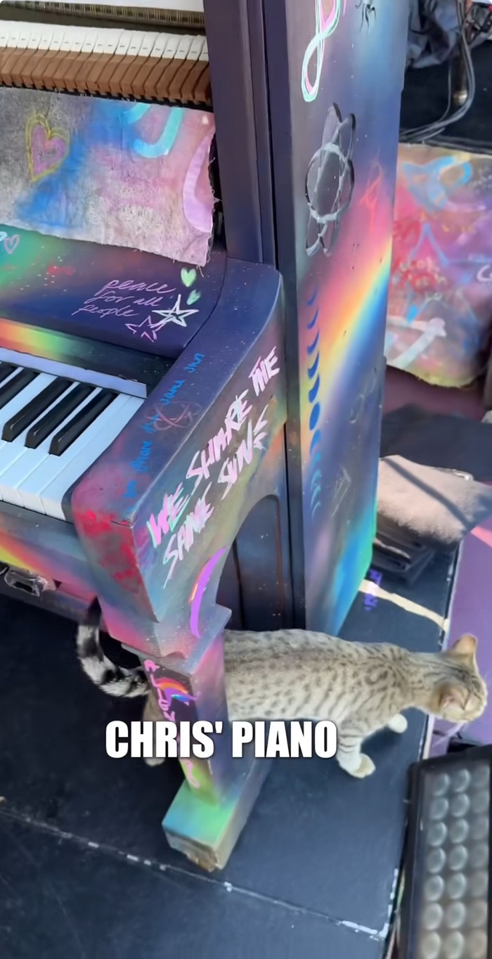 Super Gemas! Kucing Ini Jadi Kru di Konser Coldplay di Abu Dhabi, Bikin Konten A Day In My Life