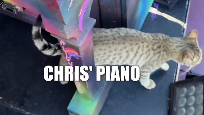 Super Gemas! Kucing Ini Jadi Kru di Konser Coldplay di Abu Dhabi, Bikin Konten A Day In My Life