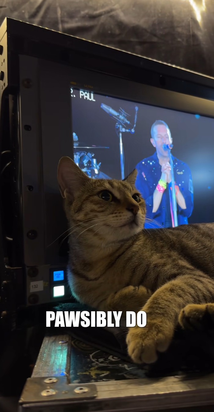 Super Gemas! Kucing Ini Jadi Kru di Konser Coldplay di Abu Dhabi, Bikin Konten A Day In My Life