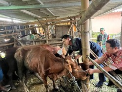 Pemkot Batu Geber Vaksinasi Cegah PMK Makin Menyebar