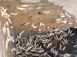 Belatung Bisa Muncul di Rumah, Ini Lokasi yang Harus Diwaspadai!