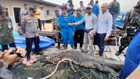 Nelayan Bantu Buru Buaya Lepas dari Penangkaran Akibat Banjir di Batam