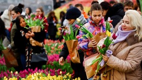 FOTO: Warna-warni Perayaan Hari Tulip di Belanda