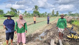 Klaster Usaha BRI Sukses Bantu Petani Merauke Tingkatkan Produktivitas