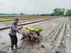 Salut, Bhabinkamtibmas di Mojokerto Budi Daya Padi 3.100 Meter Persegi